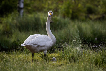 Whooper swan with chick at a pond