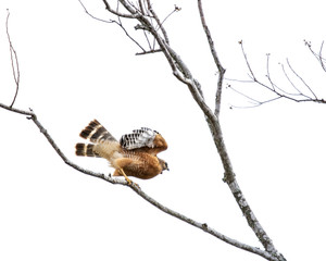 Red-shouldered Hawk ready for flight!