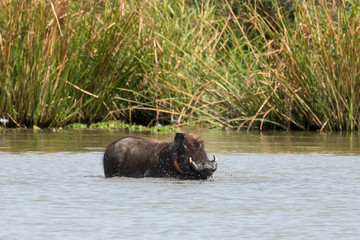Phacochère commun,  Phacochoerus africanus, Sénégal
