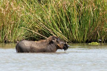Phacochère commun,  Phacochoerus africanus, Sénégal