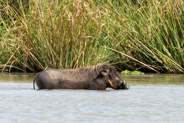 Phacochère commun,  Phacochoerus africanus, Sénégal