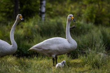 Whooper swan with chick at a pond