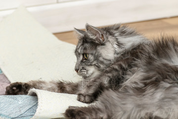 a tame cat playing at home