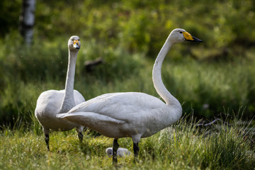 Whooper swan couple at a pond