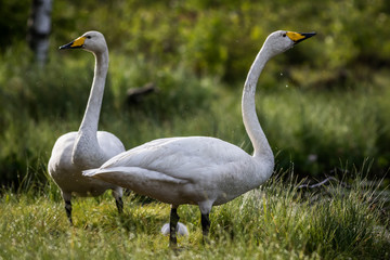 Whooper swan couple at a pond