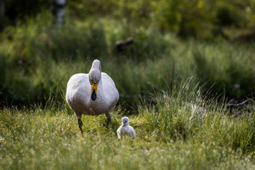 Whooper swan with chick at a pond