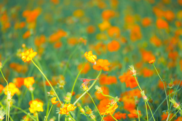 cosmos flowers
