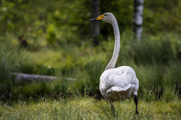 Whooper swan at a pond