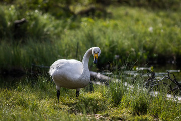 Whooper swan at a pond