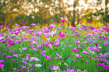 Obraz premium cosmos flowers