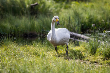 Whooper swan at a pond
