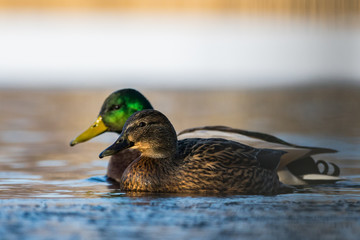 Mallard couple on a lake in winter