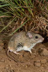Deer Mouse on dirt, taken in SE Arizona in the wild