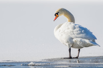 Mute swan on ice