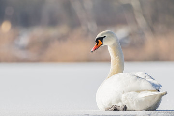 Obraz premium Mute swan on ice
