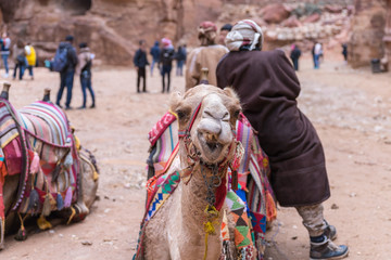 Naklejka premium The camel waits for tourists on the square in Petra. Wadi Musa city in Jordan