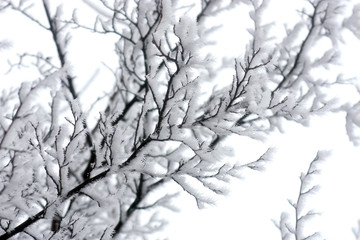 Branches  snow and hoarfrost