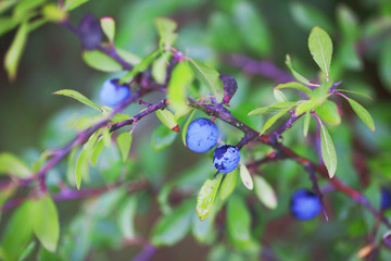 Wild wachsende Schlehen an einer Hecke
