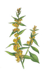 Yellow wildflowers isolated on white background.