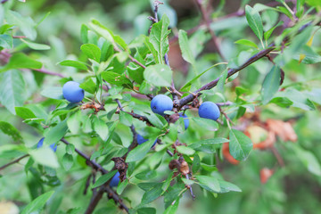 Wild wachsende Schlehen an einer Hecke