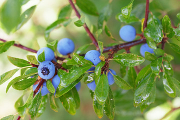 Wild wachsende Schlehen an einer Hecke