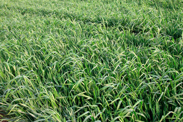 wheat in the fields