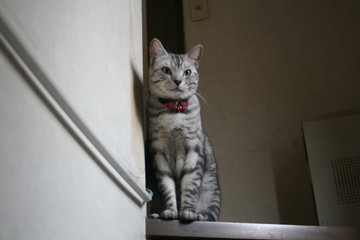 スコティッシュストレート