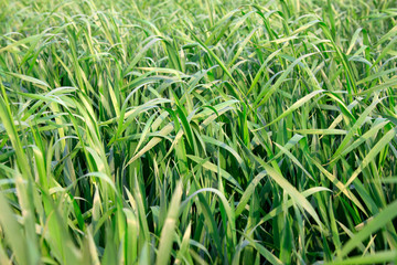 wheat in the fields