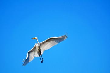 Great white egret banking in flight with funny expression, wings bent, tail spread, black legs, long neck and orange beak open shown in the lower left hand corner against a clear blue sky background.