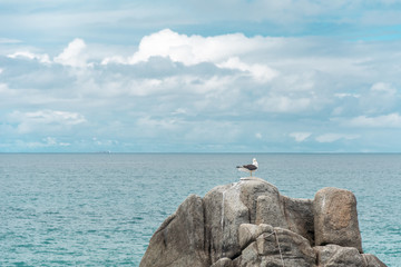 Lonely gull stood up on a stone, on a rocky region, in Campeche, Florianopolis, Brazil.
