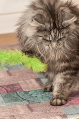 a tame cat playing at home