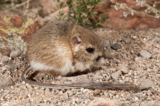 Merriam's Kangaroo Rat taken in SE Arizona