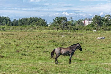 Black and gray horse grazing on a green field, in Campeche, Florianopolis, Brazil.