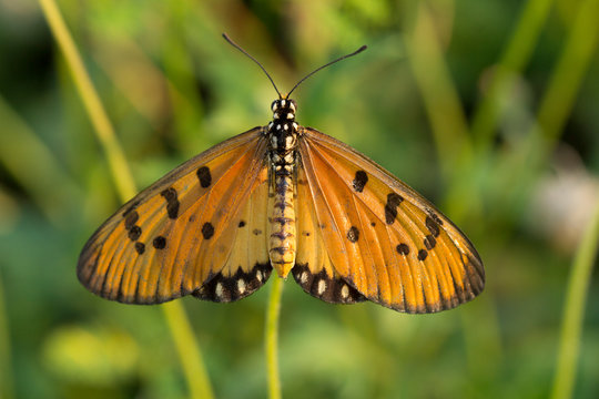 The Tawny Coster butterfly (Acraea violae) on flower and green nature