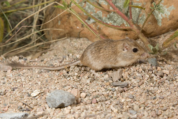 Naklejka na ściany i meble Desert Pocket Mouse taken in SE Arizona