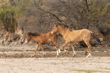 Fototapeta na wymiar Wild Horses on the Salt River Arizona