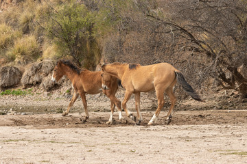 Naklejka na ściany i meble Wild Horses on the Salt River Arizona