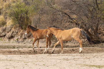 Wild Horses on the Salt River Arizona