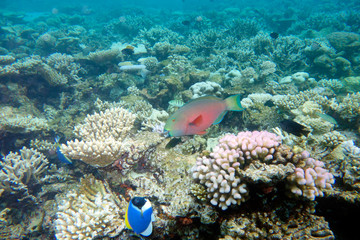 Naklejka na ściany i meble Beautiful parrot fish in the coral reef.