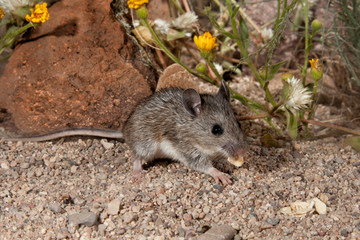 White-footed Mouse taken in SE Arizona in the wild
