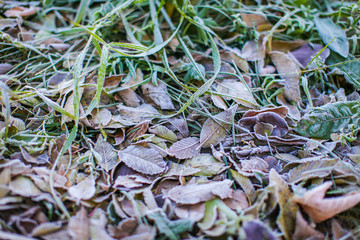 Fallen dry leaves with white frost, abstract natural top view background. Frozen foliage on the ground. First frost