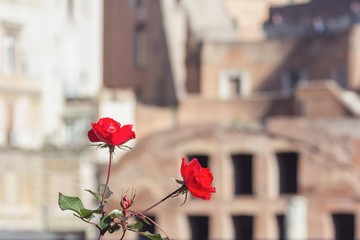 Two red roses on the old city background © kvitkanastroyu