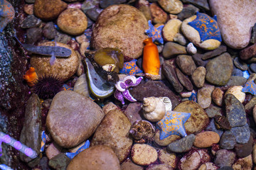 various Colorful starfishes on rocks in water tank of aquarium. underwater wild life.