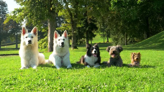 Five dogs lying in the park in a line, from the biggest to the smallest. They just sit still and look beautiful. Amazing!