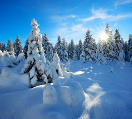 Wild Winter Landscape, Spruce Forest Covered by Snow, bright sunshine, blue sky, no traces of man