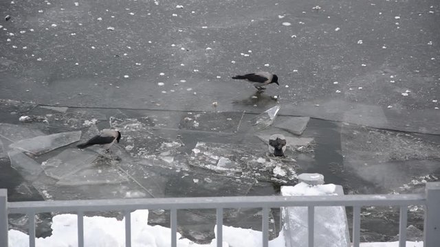 Three crows on the ice, looking for food in the winter on the river
