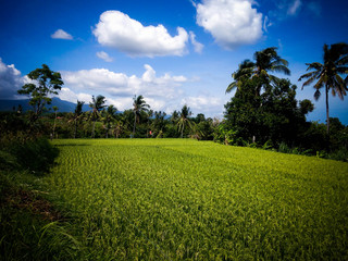 Wide Spread Paddy Plants And Cloudy Sky In The Rice Fields At Ringdikit Village, North Bali, Indonesia