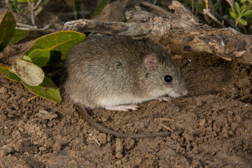 Naklejka na ściany i meble Marsh Rice Rat taken in southern tip of Texas in the wild