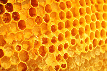Yellow Honeycomb closeup background