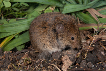Meadown Vole taken in southern MN